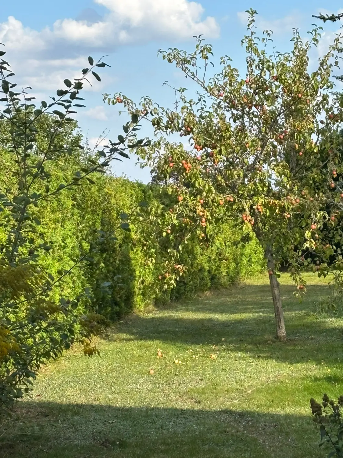 Gartenbau von Höfler Bauservice