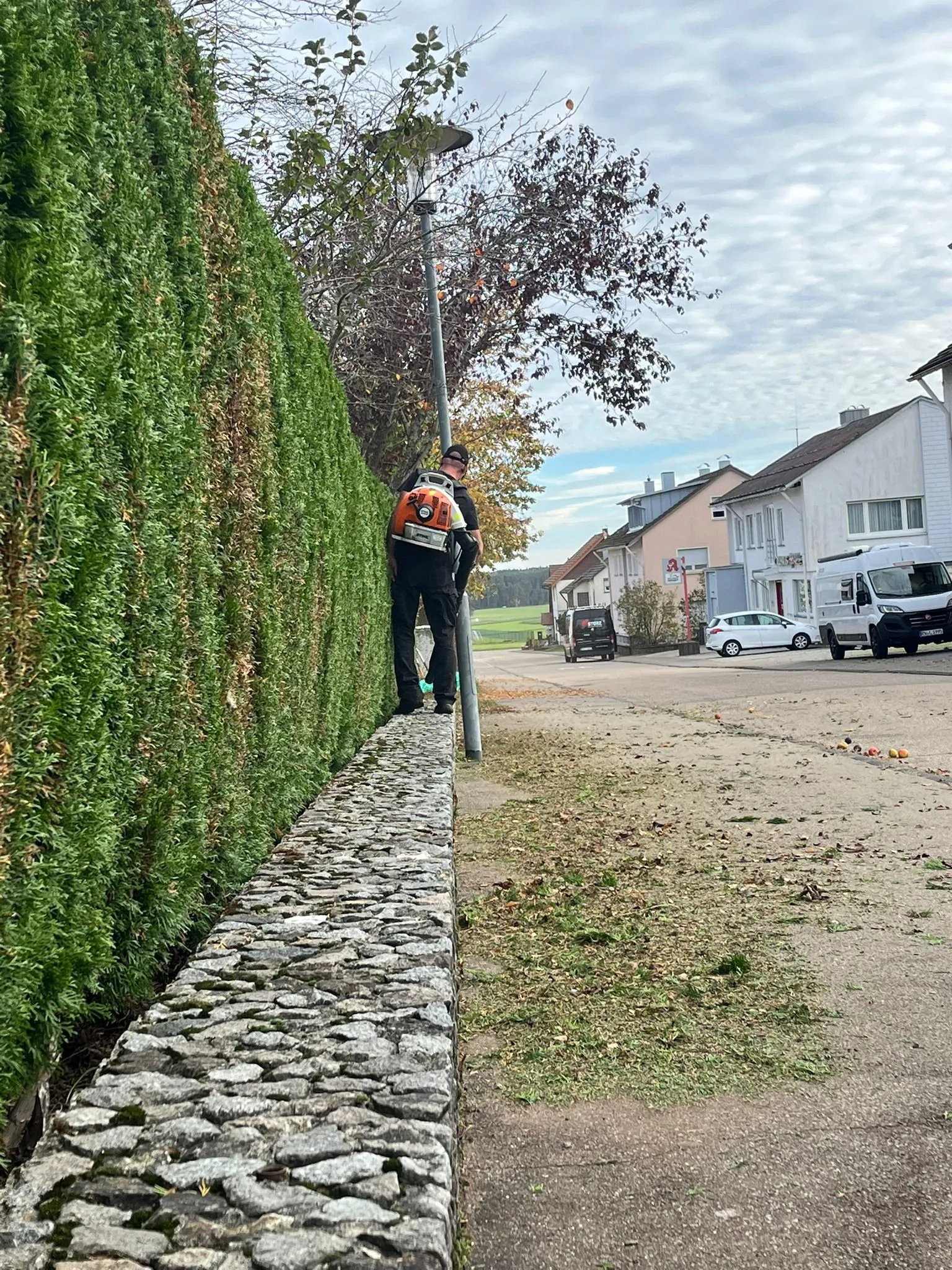 Gräserreinigung von Höfler Bauservice